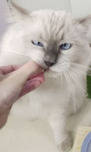 Customer photo review of Michu Freeze Dried Raw Pet Food 150g