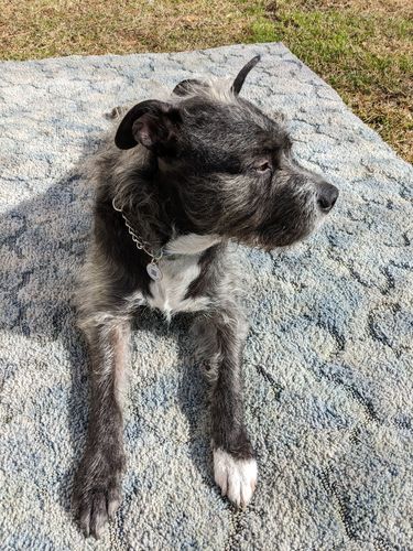 Customer photo review of Biscuits