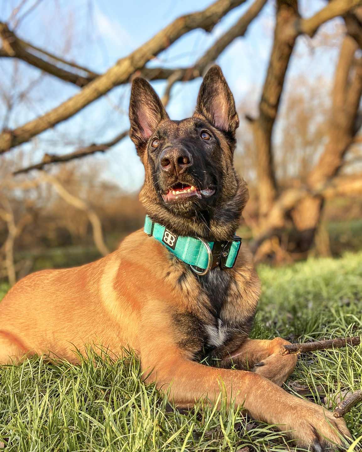 Customer photo review of 5cm Combat® Collar | Rated Clip - NO HANDLE - Turquoise v2.0
