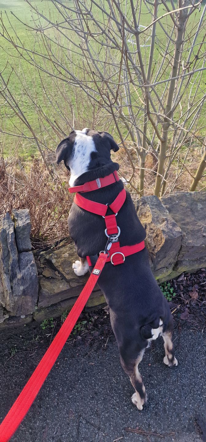 Customer photo review of 4cm Combat® Collar | With Handle & Rated Clip - Red v2.0