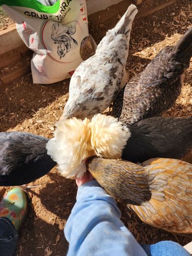 Customer photo review of GrubTerra Dried Larvae