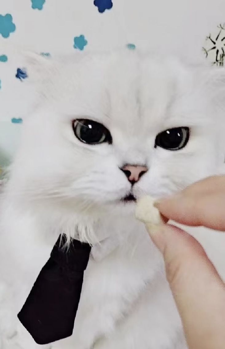 Customer photo review of Michu Freeze Dried Raw Pet Food 150g