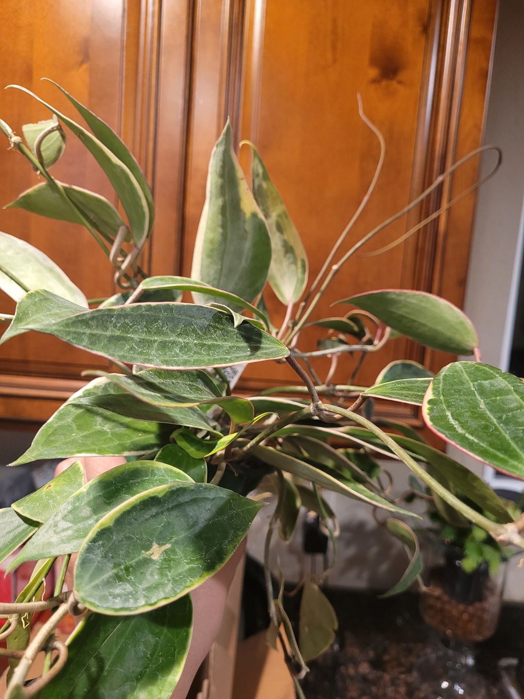 Customer photo review of 4" Hoya macrophylla 'Variegata'