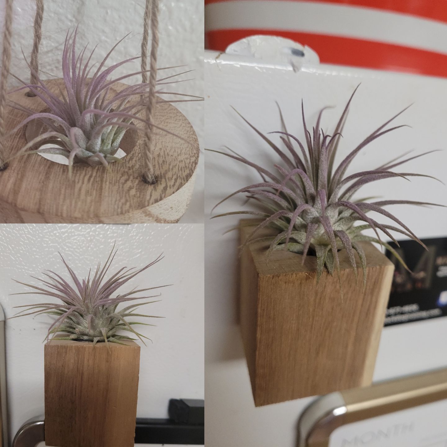 Customer photo review of Wholesale Ionantha Lavender (Minimum Order 5)