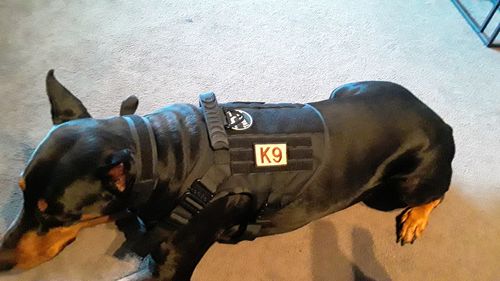 Customer photo review of 10-In-1 Tactical K9 Harness System - Full Set Dog Harness Bundle (Includes: Tactical No-Pull Dog Harness + Bungee Leash + Collar + MOLLE Pouches + First Aid Kit + 12 Hook & Loop Patches + Dog Goggles + Safety Belt + Travel Water Bowl + Dog Waste Bags)