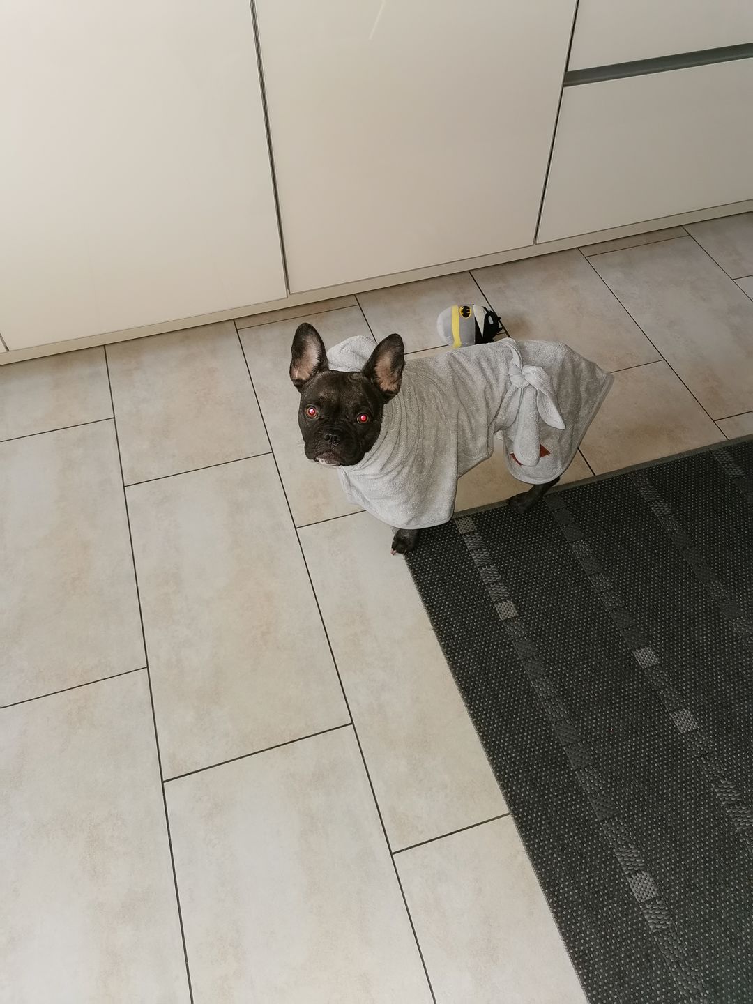 Customer photo review of Premium Hunde Bademantel