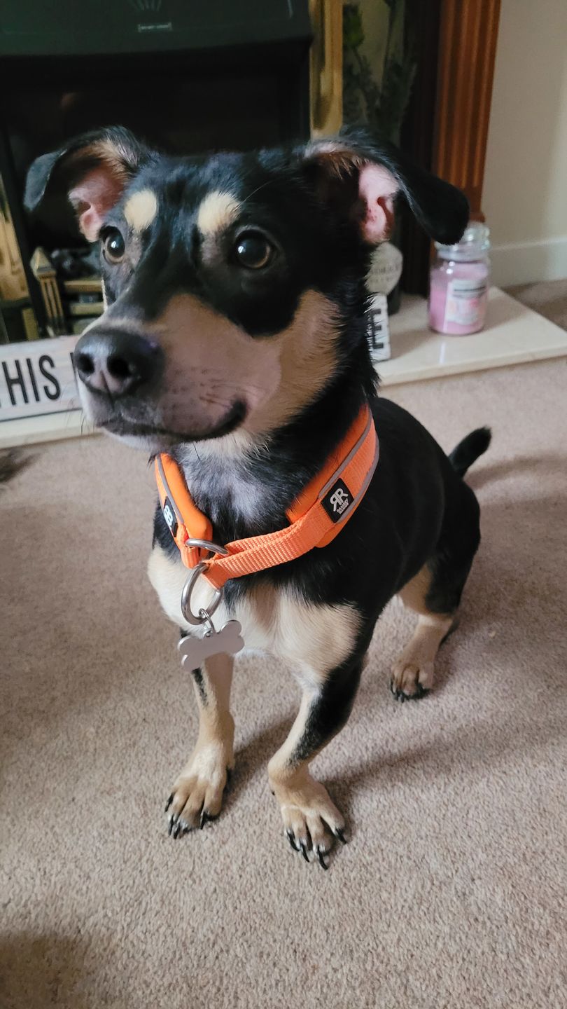 Customer photo review of 3cm Slip on Collar | Soft Padded & Reflective - Orange v2.0
