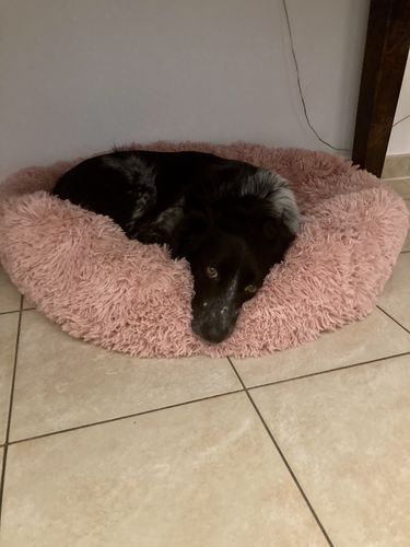 Customer photo review of Puppery Hundebett Wolke 7 - Das Original