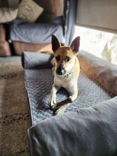 Customer photo review of PaWz Pet Sofa Bed