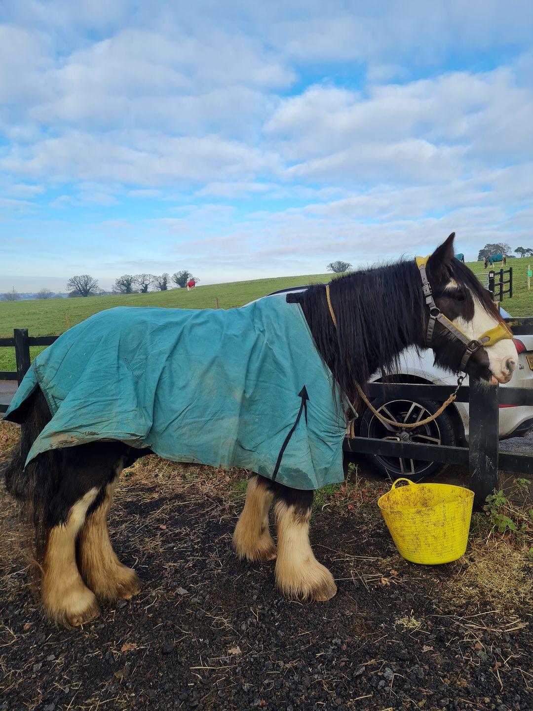 Customer photo review of Canvas Turnout Rug | New Zealand 18oz Wool Lined Rug