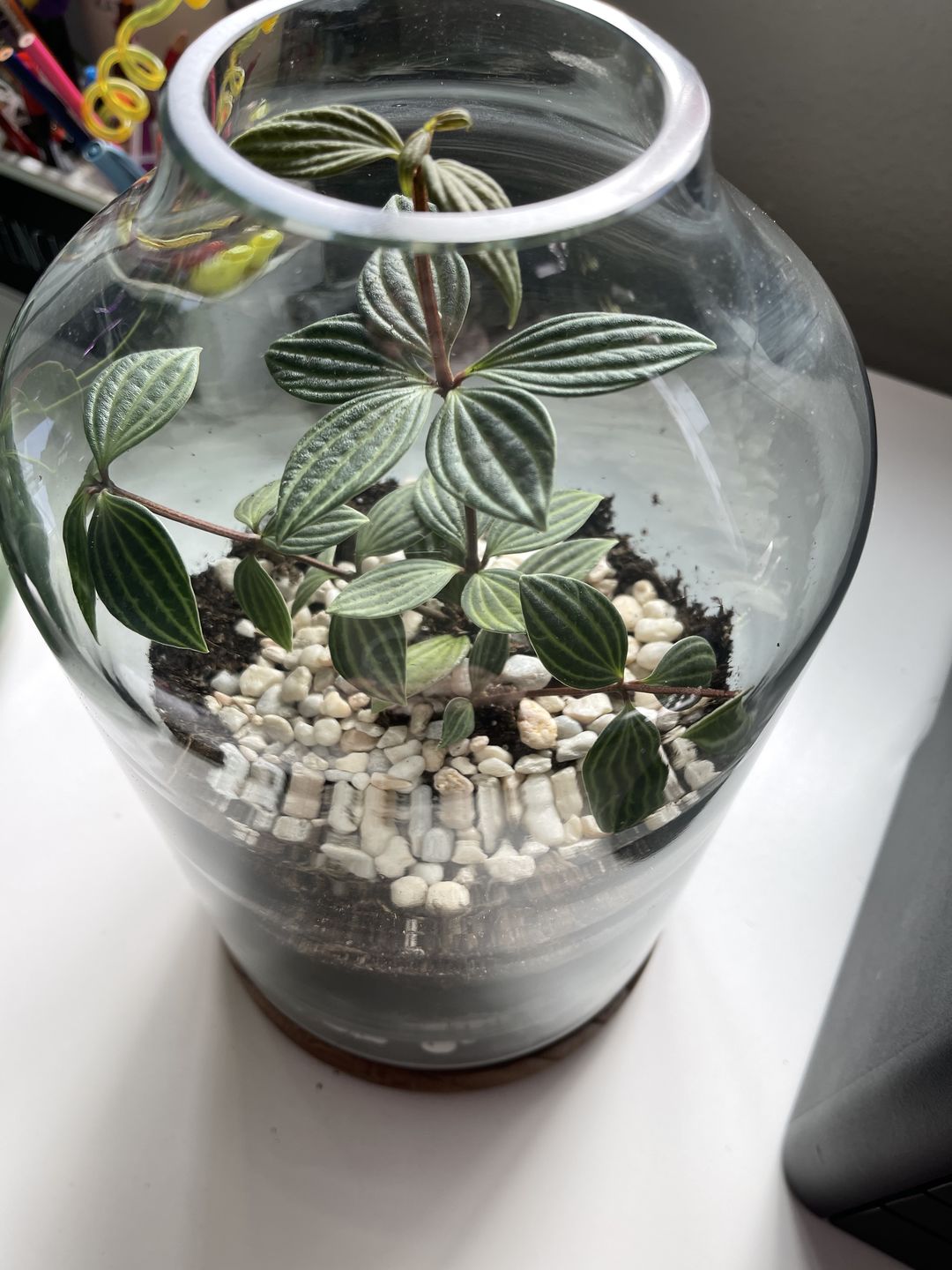Customer photo review of 3" Peperomia tetragona "Parallel"