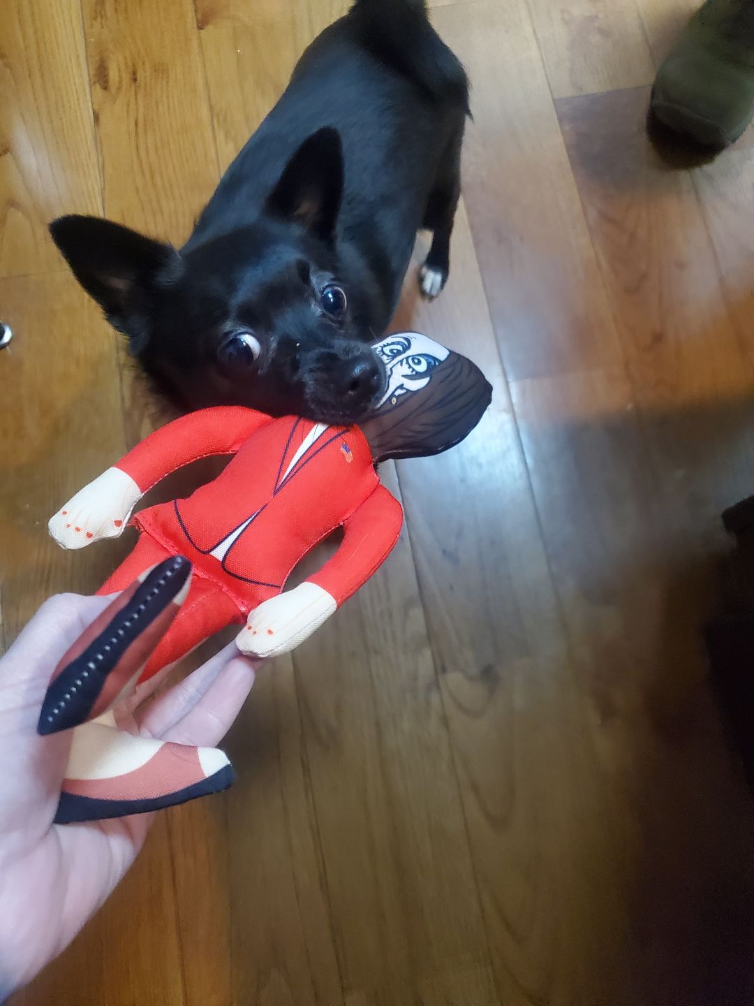 Customer photo review of Joe Biden Kamala Harris & Nancy Pelosi Starter Pack Tough Plush Dog Chew Toys with Squeakers - Official Republican Dogs