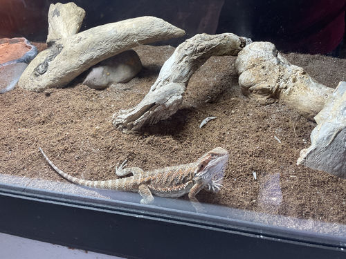 Customer photo review of 60"x24"x24" / 5'x2'x2' Premium PVC Reptile Enclosure
