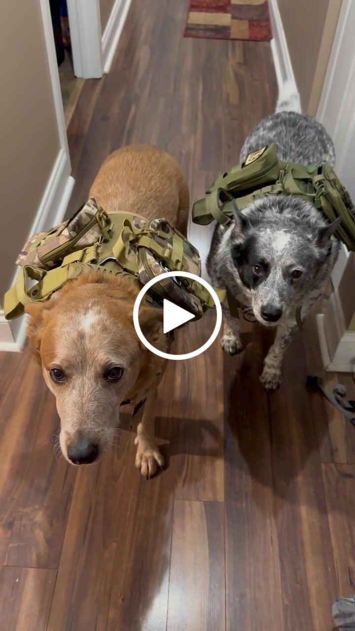 Customer video review of Tactical Utility MOLLE Pouch For Harness (3-Piece Set)