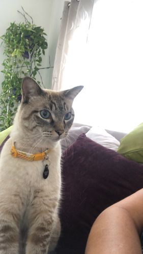 Customer photo review of Felocell® 3