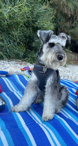 Customer photo review of Πορτραίτο Κατοικίδιου - Νερομπογιά