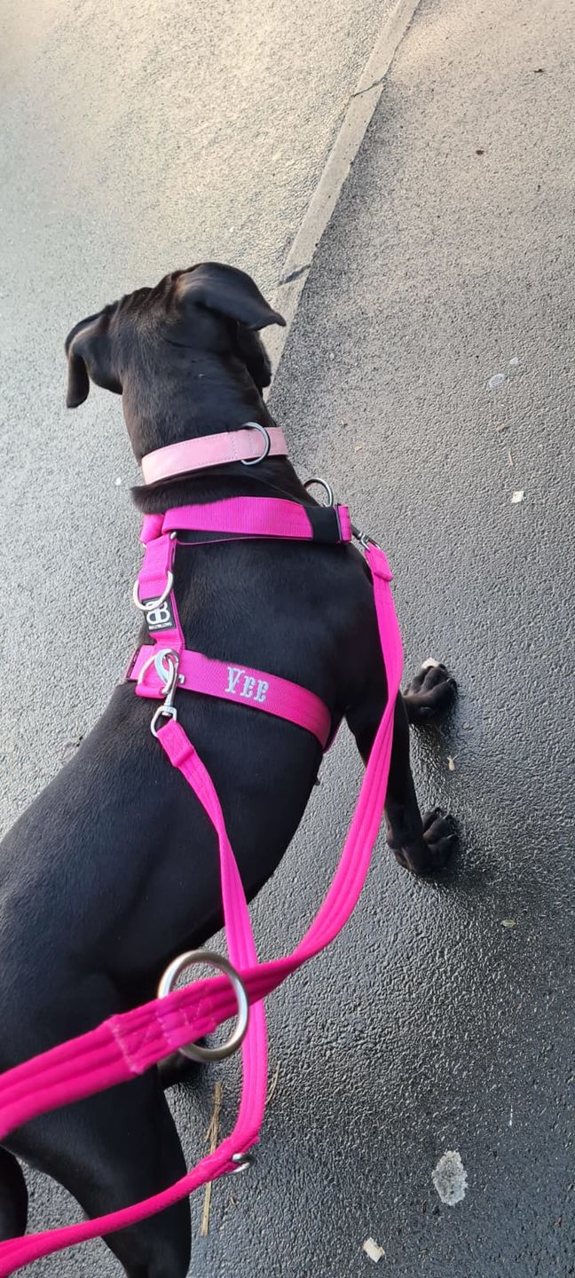 Customer photo review of Double Ended Training Lead | All Breeds - Durable & Soft 2m Lead - Magentas