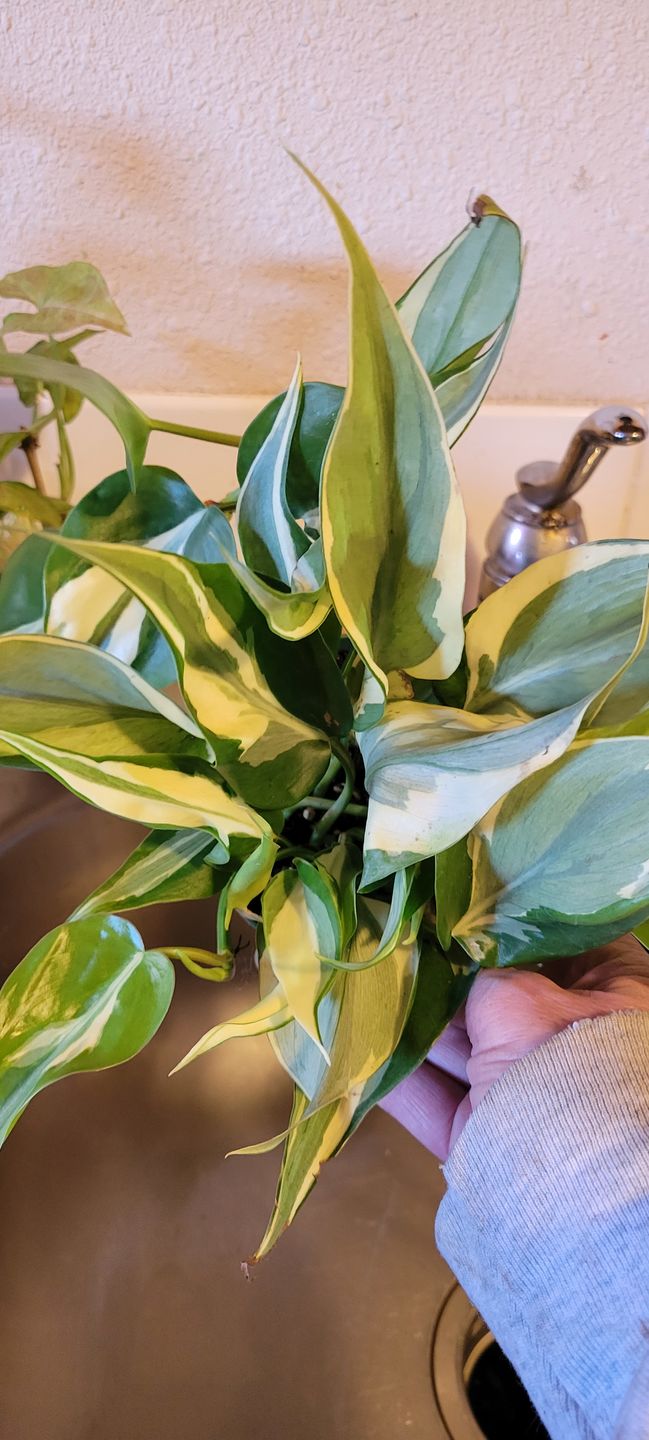 Customer photo review of 4" Philodendron hederaceum 'Rio'