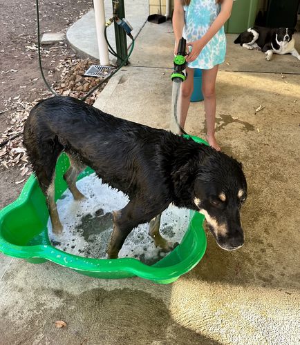 Customer photo review of The Doggy Jet