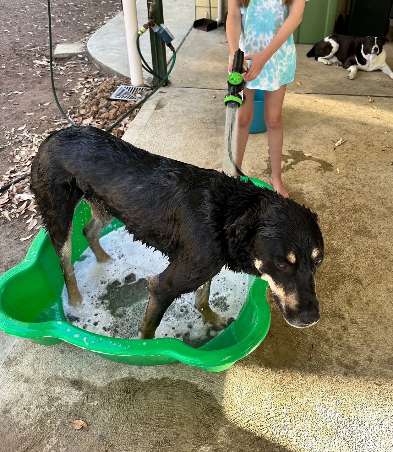 Customer photo review of The Doggy Jet