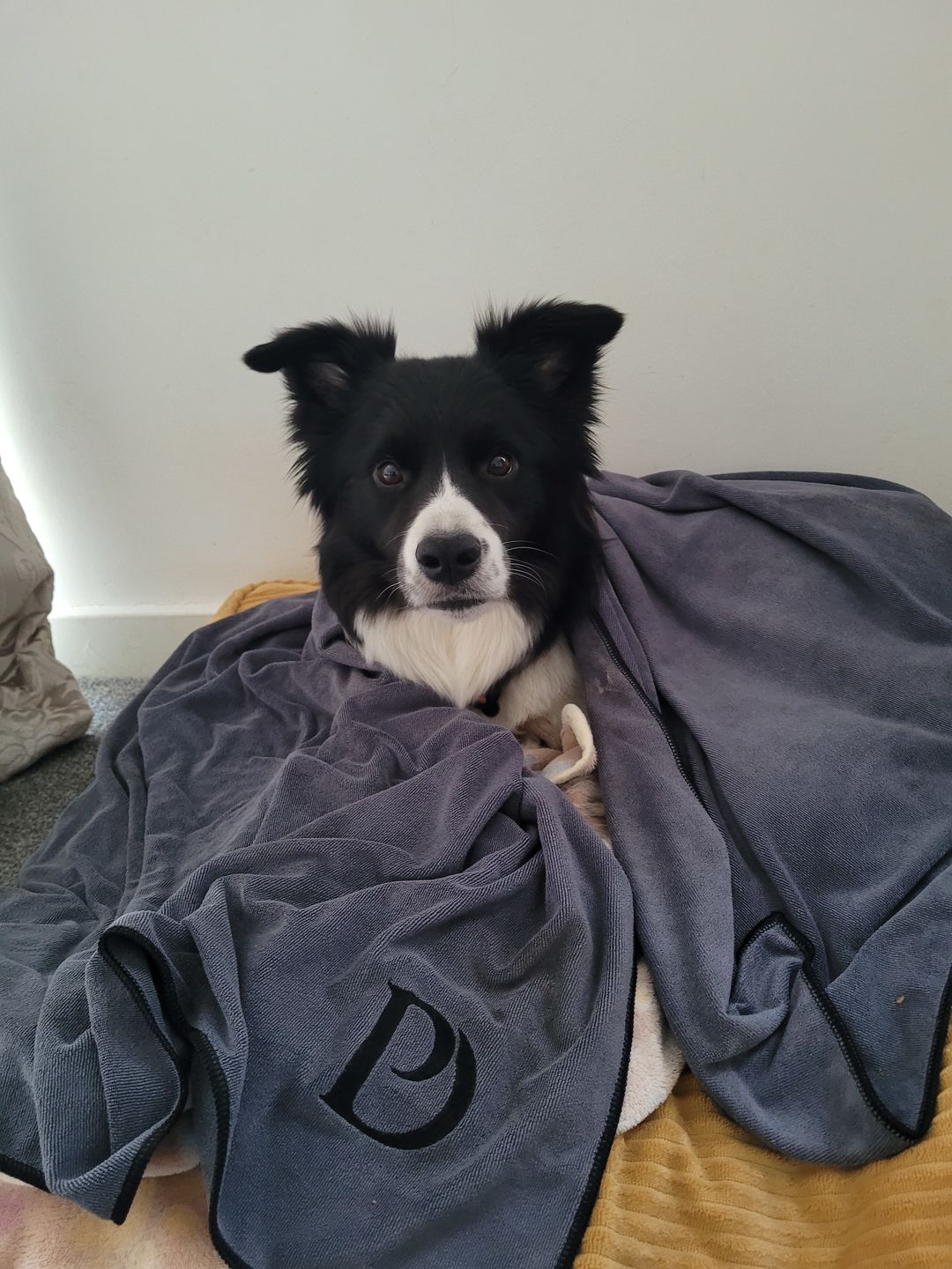Customer photo review of Luxury Dog Towel