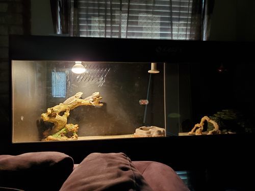 Customer photo review of 60"x24"x24" / 5'x2'x2' Premium PVC Reptile Enclosure