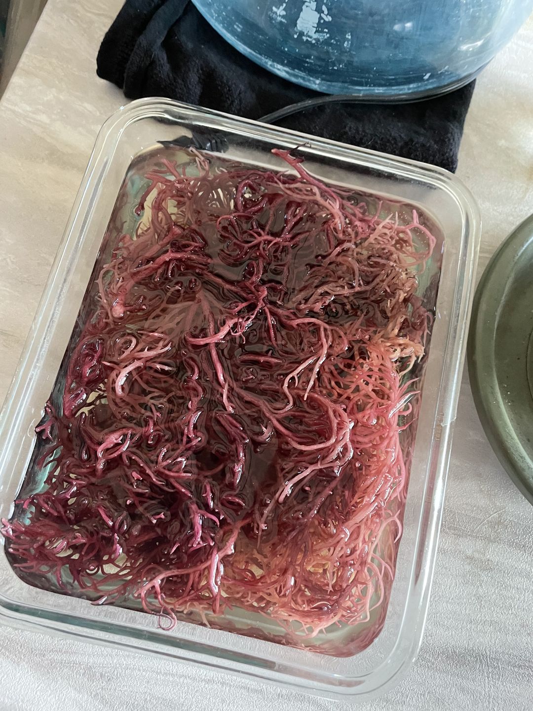 Customer photo review of Premium Purple Wildcrafted Raw Sun dried Sea Moss