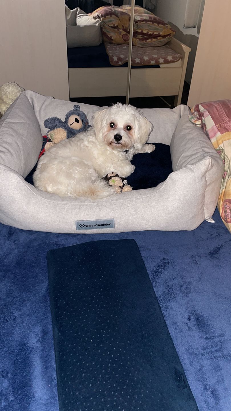 Customer photo review of Orthopädische Hunde Couch