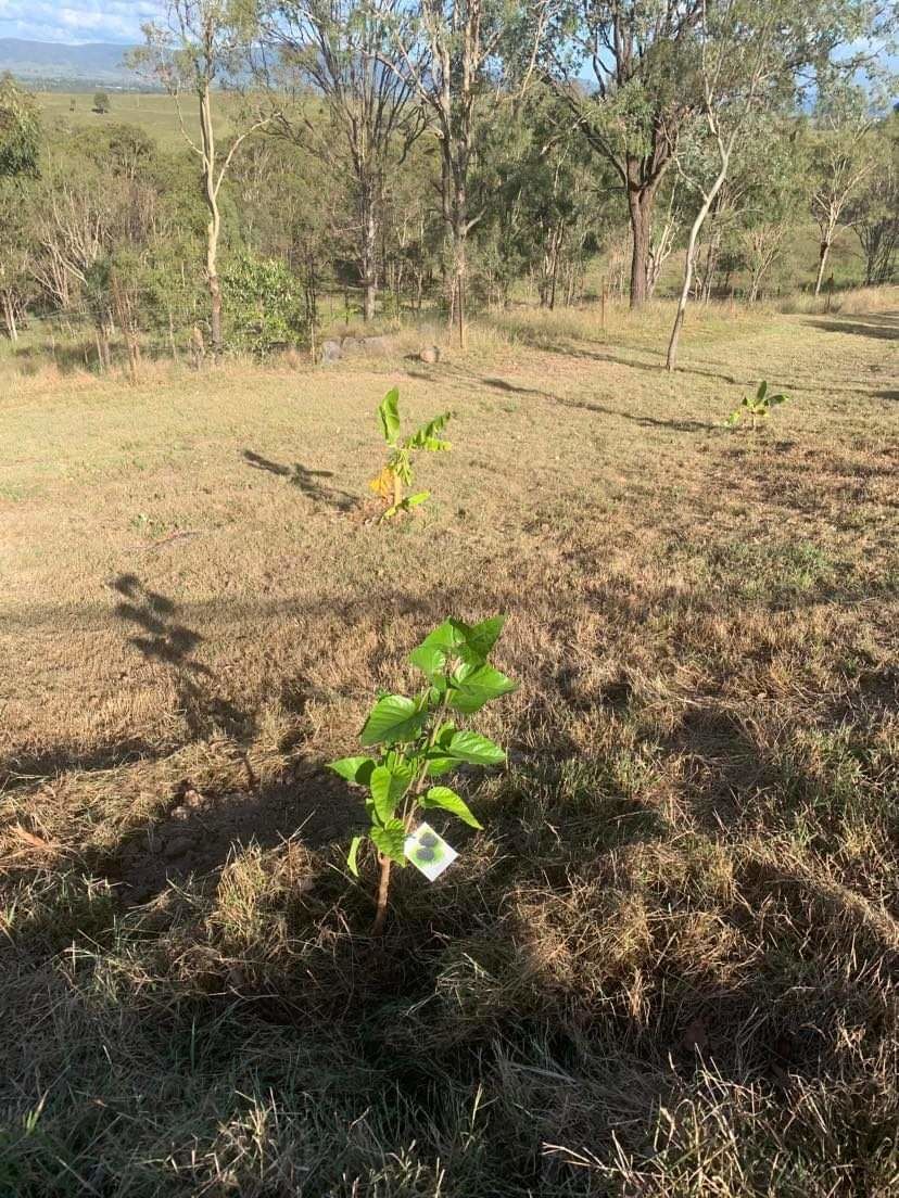 Customer photo review of Dwarf Mulberry - Black