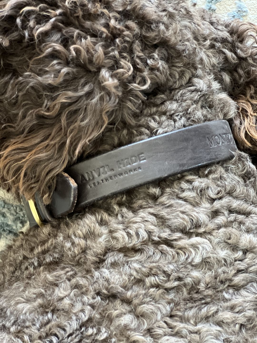 Customer photo review of Dog Collar