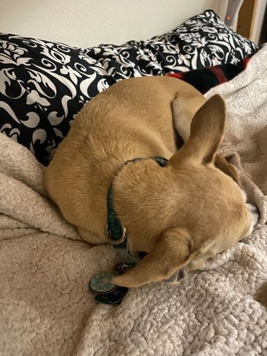 Customer photo review of Paw & Bones