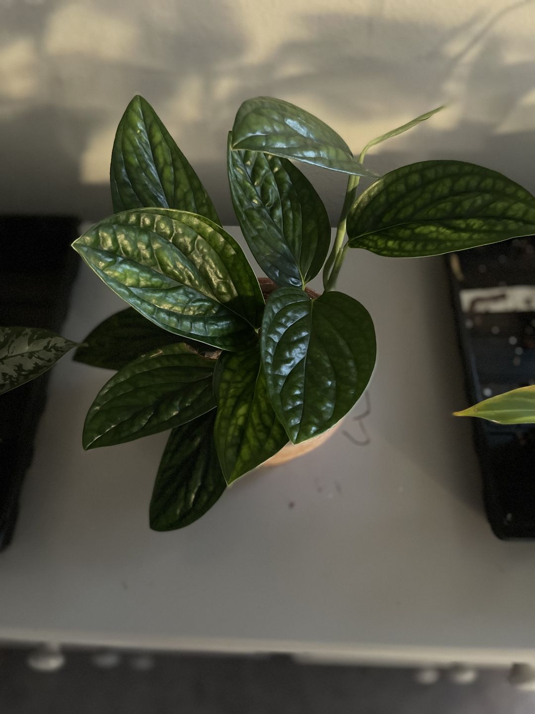 Customer photo review of 3" Monstera sp. 'Peru'
