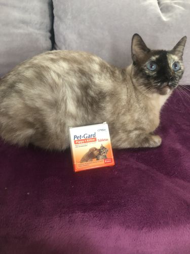 Customer photo review of Pet-Gard Puppy Kitten