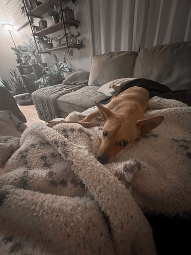 Customer photo review of Cream & Sky Diamond Mosaic Extended Throw Blanket