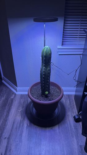 Customer photo review of San Pedro Cactus | Echinopsis pachanoi