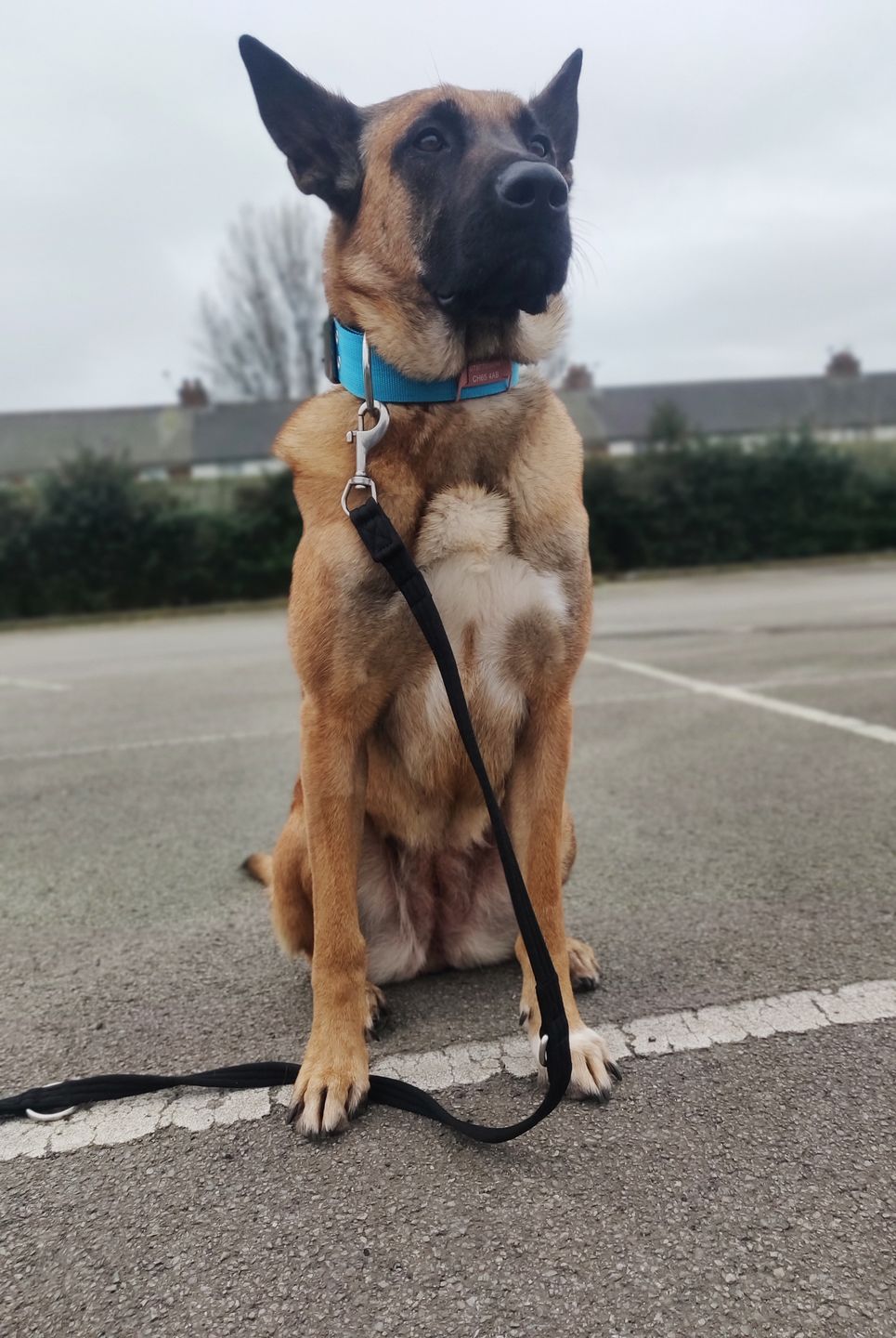 Customer photo review of Double Ended Training Lead | All Breeds - Durable & Soft 2m Lead - Black