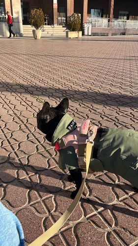 Customer photo review of Visibility Winter Jacket Green for Dogs