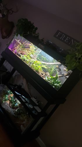 Customer photo review of 60"x24"x24" / 5'x2'x2' Premium PVC Reptile Enclosure