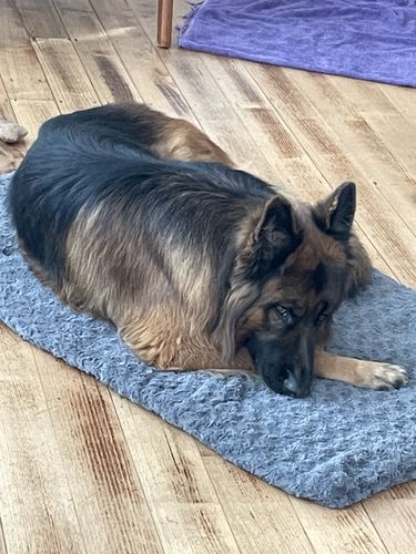 Customer photo review of Pawz Pet Soft Warm Mattress