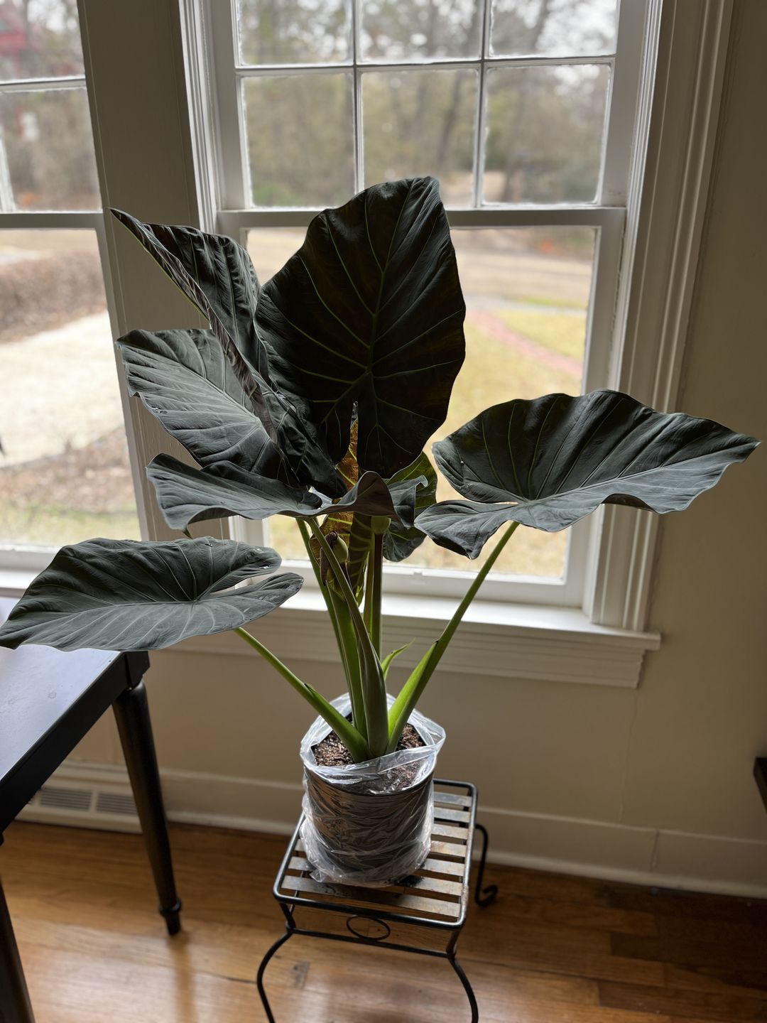 Customer photo review of Alocasia Regal Shields, Elephant Ears Live Tropical Plant