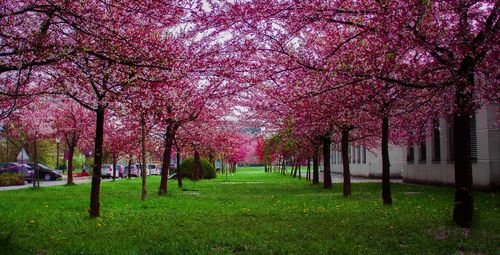 Customer photo review of Life Force Collection