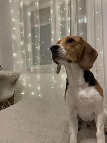 Customer photo review of Ogrlica: Pet Silhouette