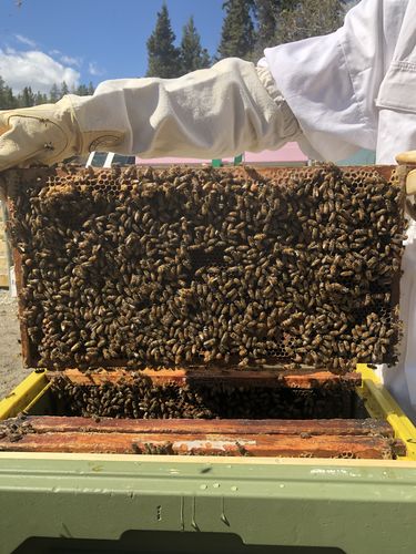 Customer photo review of Vegetable Glycerin 99.7% USP Grade 4 litres