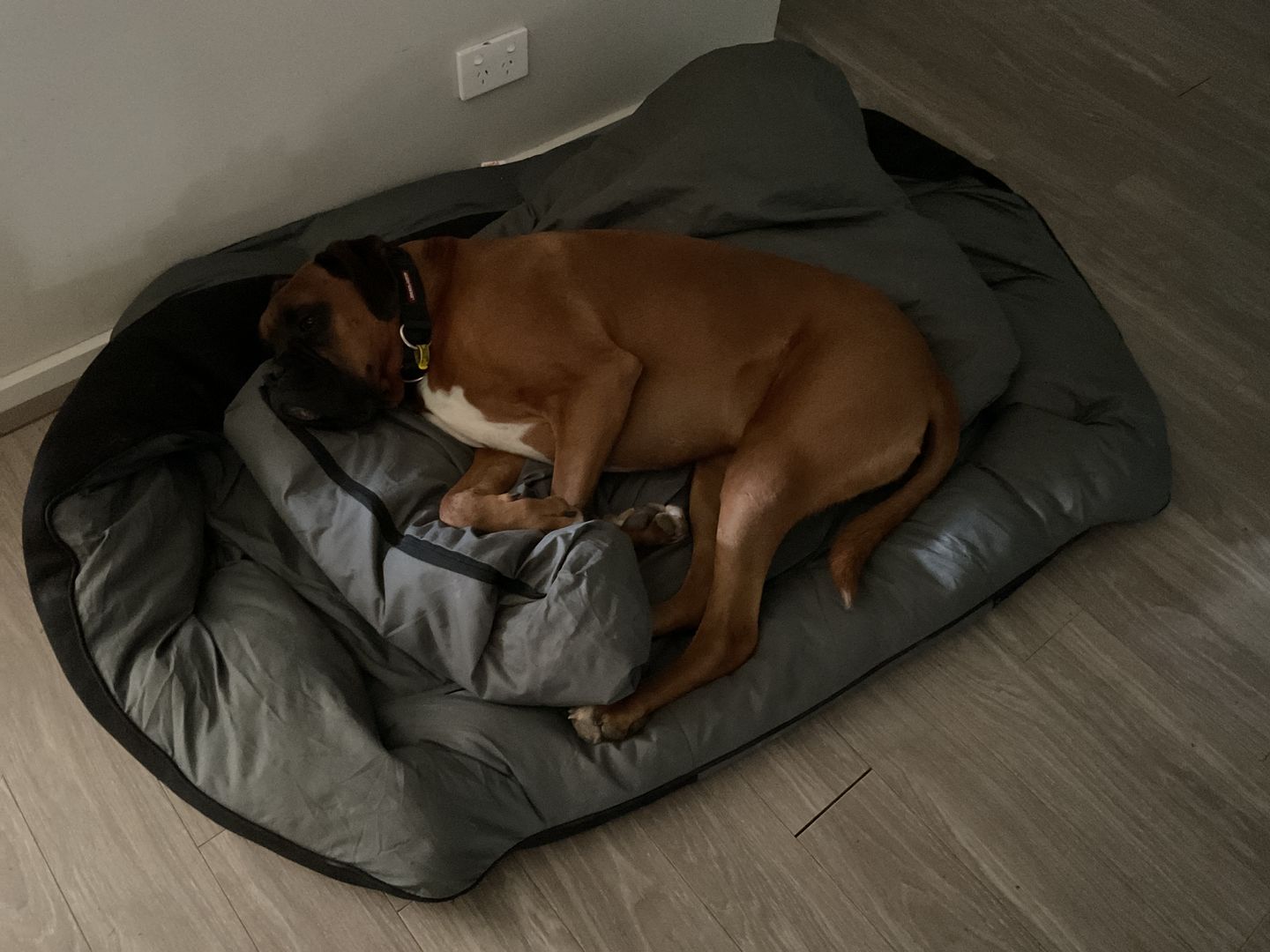 Customer photo review of PaWz waterproof heavy-duty bed