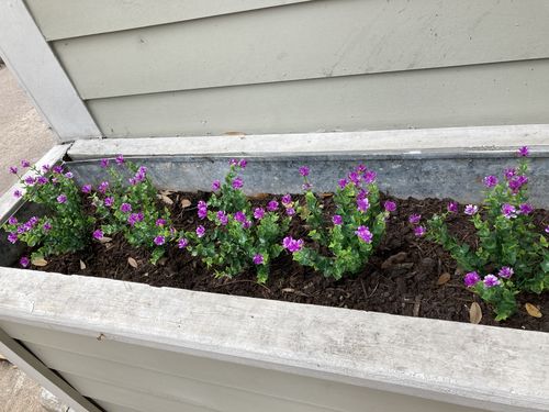 Customer photo review of 8 Bundles Artificial Flowers Outdoor UV Resistant Indoor Faux Flowers in Bulk