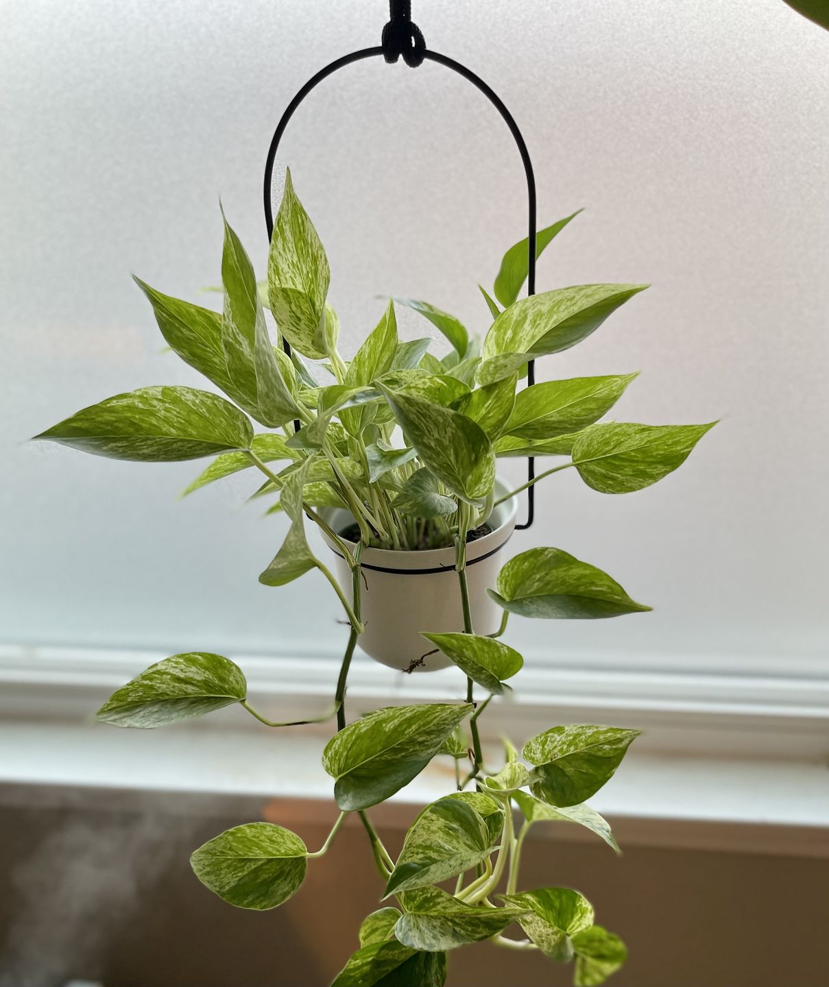 Customer photo review of 4" Pothos Epipremnum aureum 'Marble Queen'