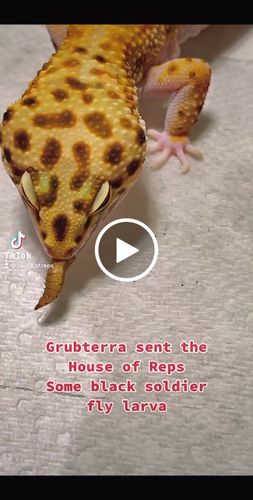 Customer video review of GrubTerra Fresh Black Soldier Fly Larvae for Reptiles
