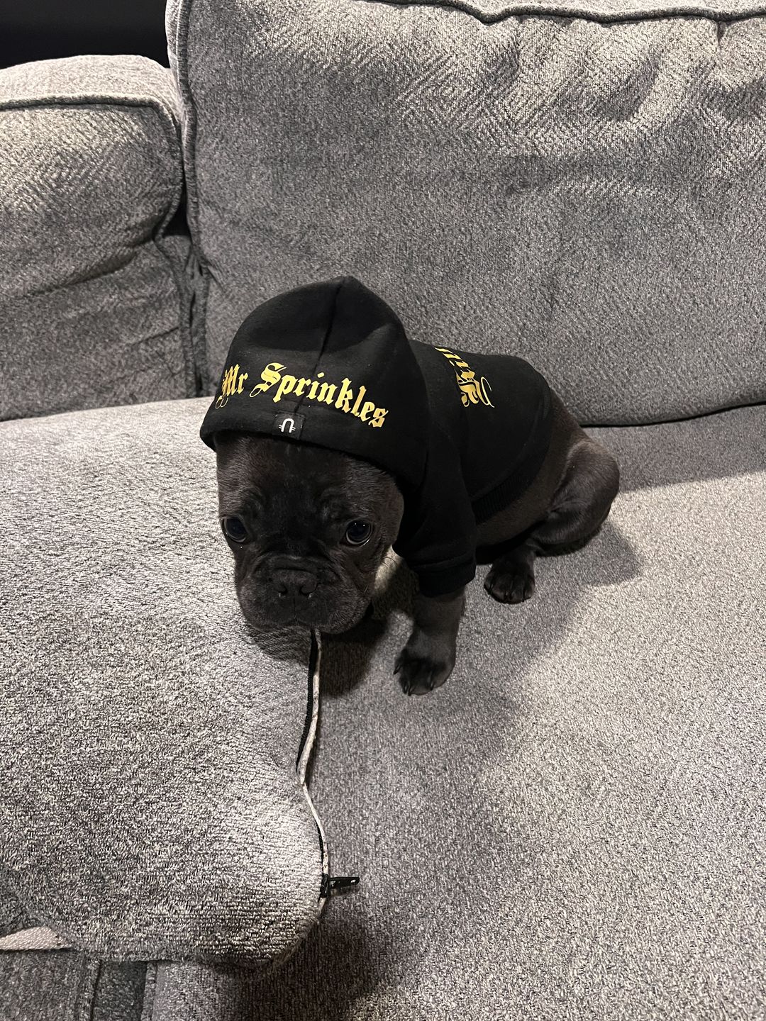 Customer photo review of Gangsta Yapper Dog Hoodie - Personalised
