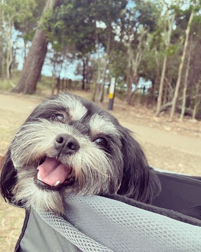 Customer photo review of All In One Pet Carrier Bag | Dog Bike Basket | Backpack for Dogs & Cats | Car Booster Seat