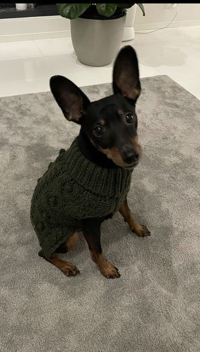 Customer photo review of Handmade Knit Sweater Green for Dogs
